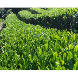 煎茶(2026)さやまかおり 緑茶 加茂自然農...の詳細画像1