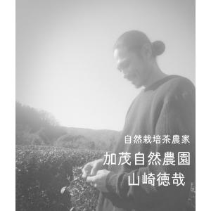 煎茶(2026)やぶきた 緑茶 加茂自然農園の...の詳細画像3