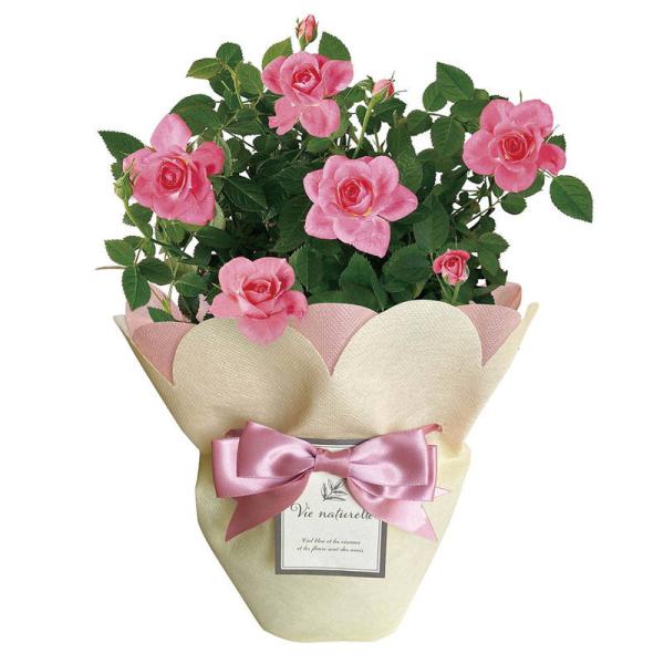 母の日 ギフト 花 ミニバラ ピンク4号