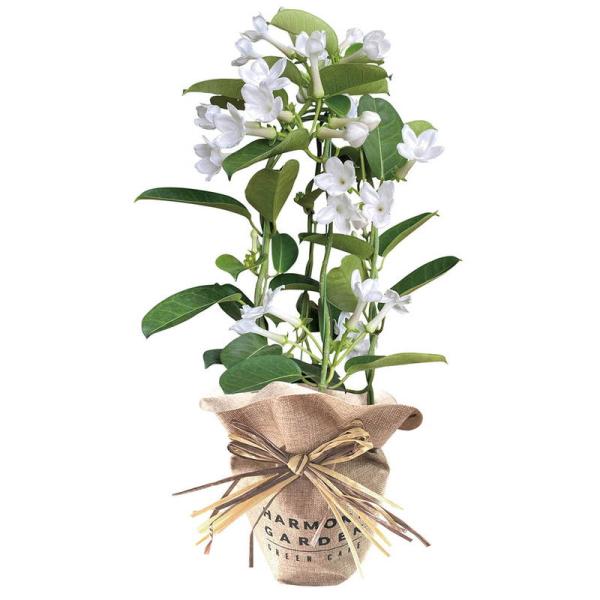 母の日 ギフト 花 マダガスカルジャスミン4号