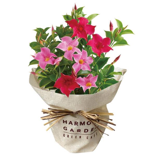 母の日 ギフト 花 マンデビラ リップギャル