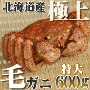 カニ かに 毛ガニ 600g 超特大 極上 毛ガニ 北海道産 活目700g ボイル冷凍 北海道特産 即納 グルメ ギフト お歳暮 お中元 年末年始