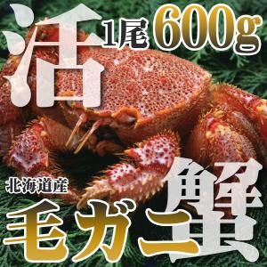 カニ かに 毛ガニ 600g 特大 極上 活 毛ガニ 北海道...