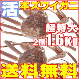 超特大「極上」本ズワイガニ2尾1.6kg「活・未冷凍」送料無料！入手困難北海道特産品（即納）北海道特産品「父の日」「お中元」「ギフト」