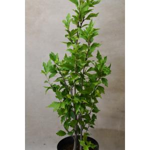 ムクゲ スターバーストシフォン 6号ポット 花木の詳細画像2
