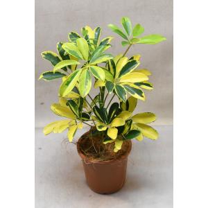 シェフレラ ハッピーイエロー 4号鉢 観葉植物