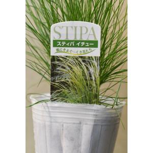スティパ イチュー 3号ポット グラス 下草