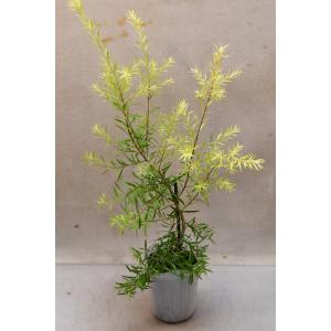 メラレウカ レボリューションゴールド 3号ロングポット 花木 庭木 オージープランツ