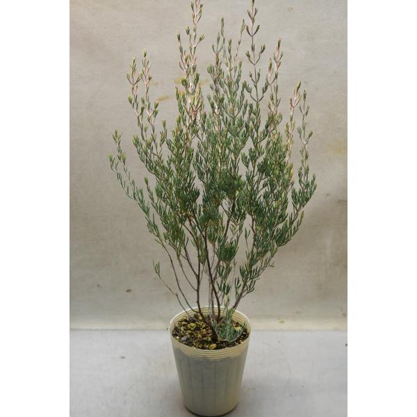 バーチコーディア ミッシェリアナ 4号ロングポット 花木 庭木 オージープランツ