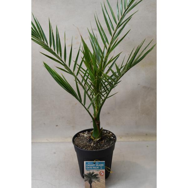 カナリーヤシ 5号ポット