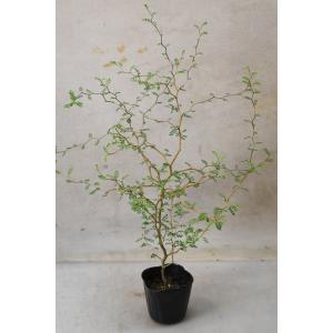 ソフォラ リトルベイビー 3号ポット 観葉植物 メルヘンの木 盆栽風 常緑樹