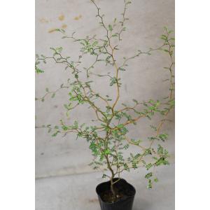 ソフォラ リトルベイビー 3号ポット 観葉植物...の詳細画像1