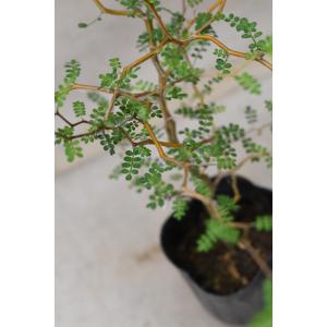 ソフォラ リトルベイビー 3号ポット 観葉植物...の詳細画像2