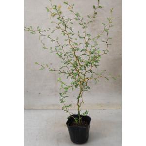 ソフォラ リトルベイビー 3号ポット 観葉植物...の詳細画像3