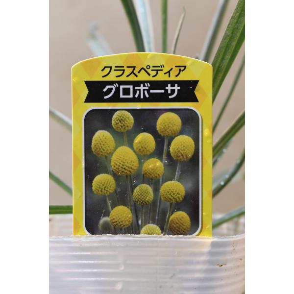 クラスペディア グロボーサ 3.5号ポット 花苗 ガーデニング