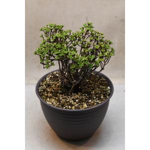 アエオニウム 小人の祭り 7号鉢 多肉植物