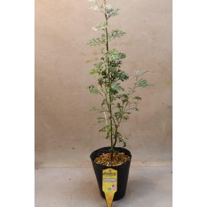 ロックグレビレア 4.5号ポット 花木 オージープランツ