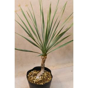 ユッカ ロストラータ 4.5号ロングポット 観葉植物の詳細画像1