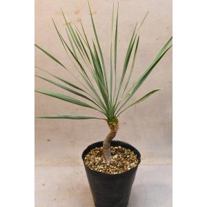 ユッカ ロストラータ 4.5号ロングポット 観葉植物の詳細画像2