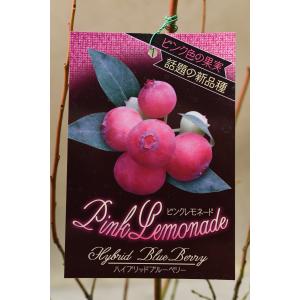 ブルーベリー ピンクレモネード 挿し木苗 4.5号ポット 果樹