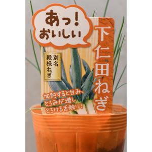 下仁田ねぎ 苗 約20本植え 2個セット 野菜苗 家庭菜園