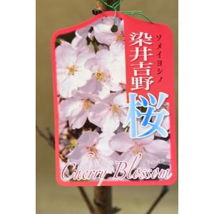 染井吉野 桜 接木苗 6号ポット 花木