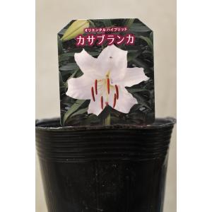 カサブランカ 芽出し苗 3.5号ポット