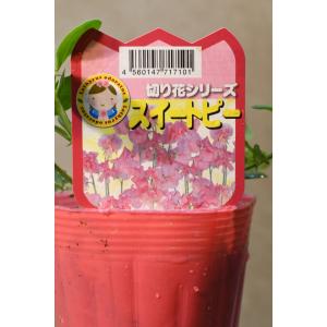 スイートピー ピンク系 苗 3.5号ポット