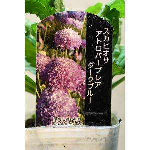 スカビオサ アトロパープレア ダークブルー 3号ポット