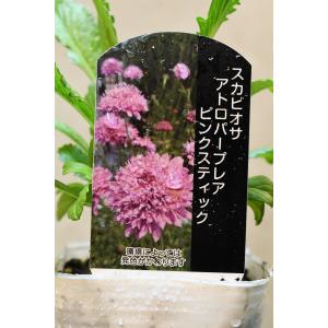 スカビオサ アトロパープレア ピンクスティック 3号ポット