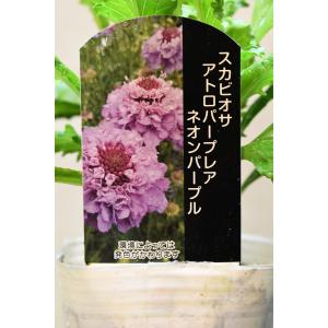 スカビオサ アトロパープレア ネオンパープル 3号ポット