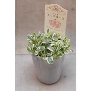 シレネ ユニフローラ 2.5号ポット