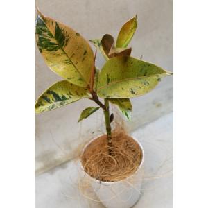 フィカス ジン 3号鉢 観葉植物 ゴムの木の詳細画像1