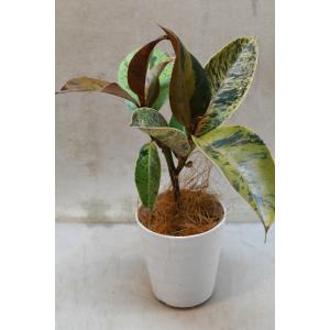 フィカス ジン 3号鉢 観葉植物 ゴムの木の詳細画像2