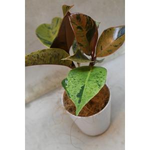 フィカス ジン 3号鉢 観葉植物 ゴムの木の詳細画像3