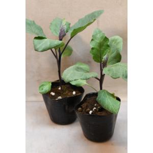 ナス 千両二号 自根苗 2個セット 野菜苗 家庭菜園 茄子