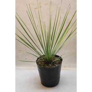 ユッカ トンプソニアーナ 5号ポット 観葉植物