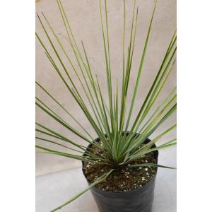 ユッカ トンプソニアーナ 5号ポット 観葉植物の詳細画像1