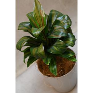 コルジリネ ブランディライム 4号鉢 観葉植物の詳細画像1