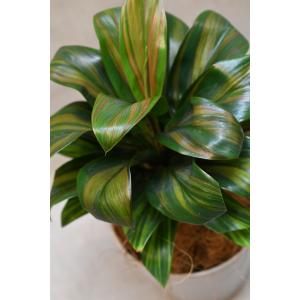 コルジリネ ブランディライム 4号鉢 観葉植物の詳細画像2