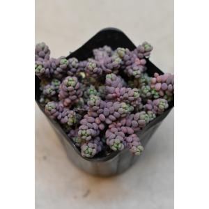 セダム パープルヘイズ 2.5号ポット 多肉植物の詳細画像1