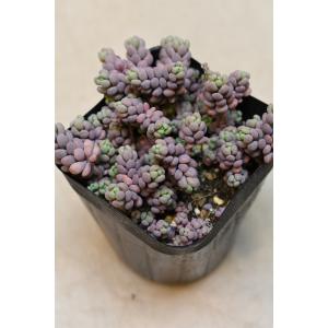 セダム パープルヘイズ 2.5号ポット 多肉植物の詳細画像2