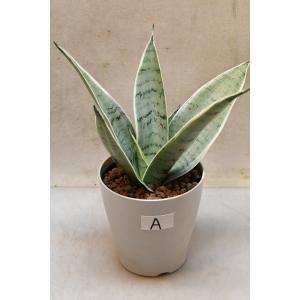 サンセベリア ハニー 4号鉢 A 観葉植物 サンスベリア