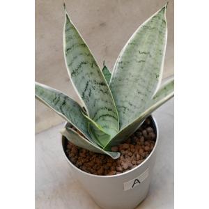 サンセベリア ハニー 4号鉢 A 観葉植物 サ...の詳細画像1
