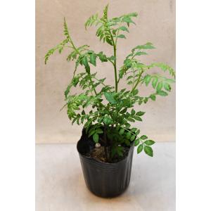 葉山椒 3号ポット サンショウの商品画像