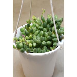 斑入りグリーンネックレス 4号鉢 吊りフックは付いていません 多肉植物 観葉植物 斑入り