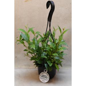 エスキナンサス マルメラータ 4号吊り鉢 観葉植物