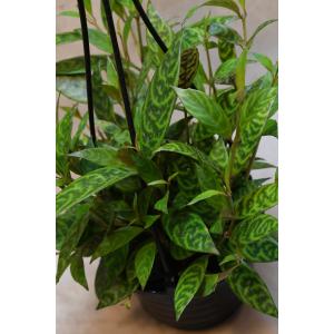 エスキナンサス マルメラータ 4号吊り鉢 観葉植物の詳細画像1