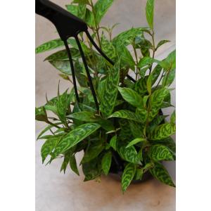 エスキナンサス マルメラータ 4号吊り鉢 観葉植物の詳細画像2