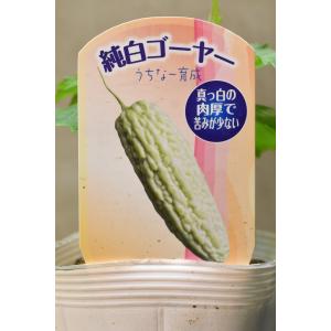純白ゴーヤ 自根苗 野菜苗 家庭菜園